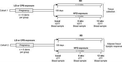 Maternal Chronodisruption Throughout Pregnancy Impairs Glucose Homeostasis and Adipose Tissue Physiology in the Male Rat Offspring